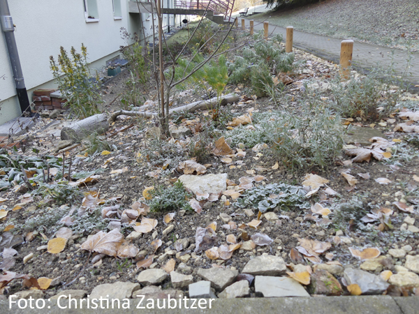 Pflanzplanung Wildstaudenbeet Jena / Naturgartenberatung Hermsdorf / naturnahe Vorgartengestaltung Jena / Naturgartenberatung Jena