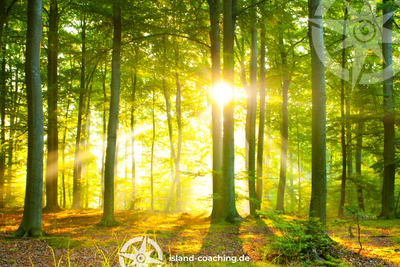 Ein schöner Lichtdurchfluteter Wald lädt zum Waldbaden mit Island Coaching ein. Hierbei kannst du den Effekt des Waldes mit alltagstaugliche Übungen kombinieren.