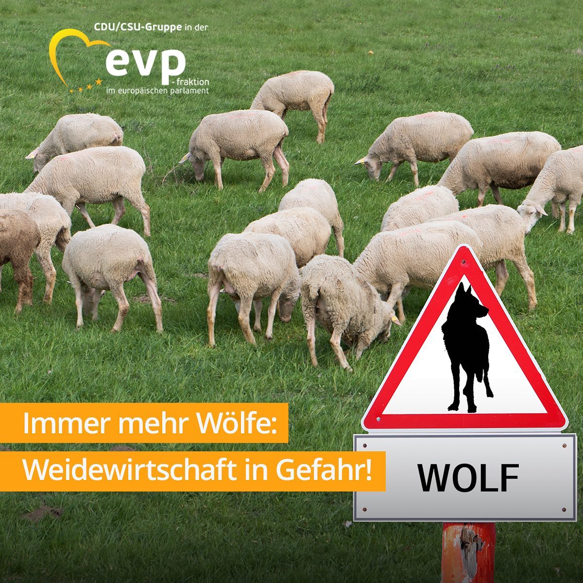 Europaparlament debattiert steigende Wolfspopulation