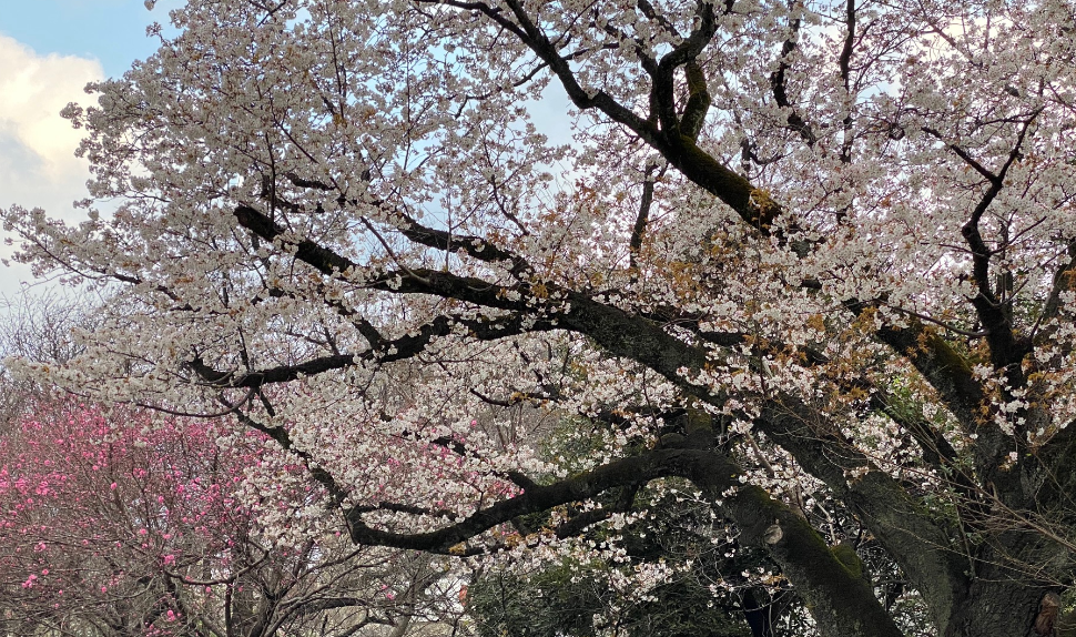 思えば遠くに来たもんだ Oscar Japan Blog 成果企画 成果運営のオスカー ジャパン 思えば遠くに来たもんだ Oscar Japan Blog 成果企画 成果運営のオスカー ジャパン