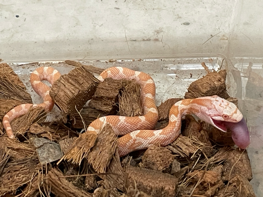 2025年店内CB - reptile-shop-dear ページ！