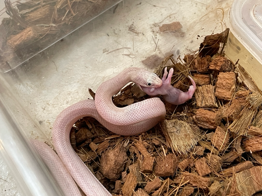 三代目　白ラブ　黒ラブ　スカーレット　バラ売り OY新作くまニット | ニュース | ラフォーレ原宿