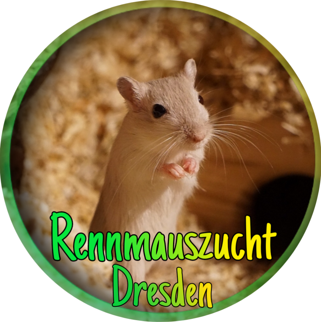 rennmaus-paradies-dresdens Webseite!
