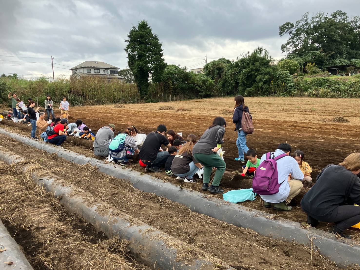 さつまいも掘り　200人以上が参加して大収穫にご満足でした