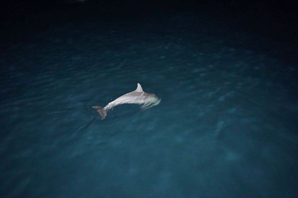 Abends haben ein paar Delphine neben unserem Boot fliegende Fische gejagt
