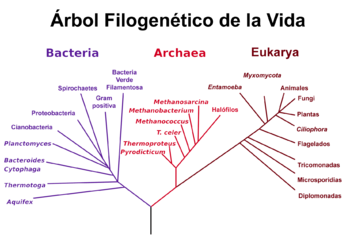 Árbol filogenético de los seres vivos basado en datos sobre su rARN. Los tres reinos principales de seres vivos aparecen claramente diferenciados: bacterias, archaea y eucariotas tal y como fueron descritas inicialmente por Carl Woese. Otros árboles basad