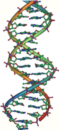 Representación esquemática de la molécula de ADN, la molécula portadora de la información genética.