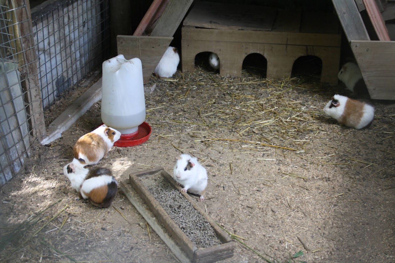 Auch Meerschweinchen wohnen auf dem Campingplatz