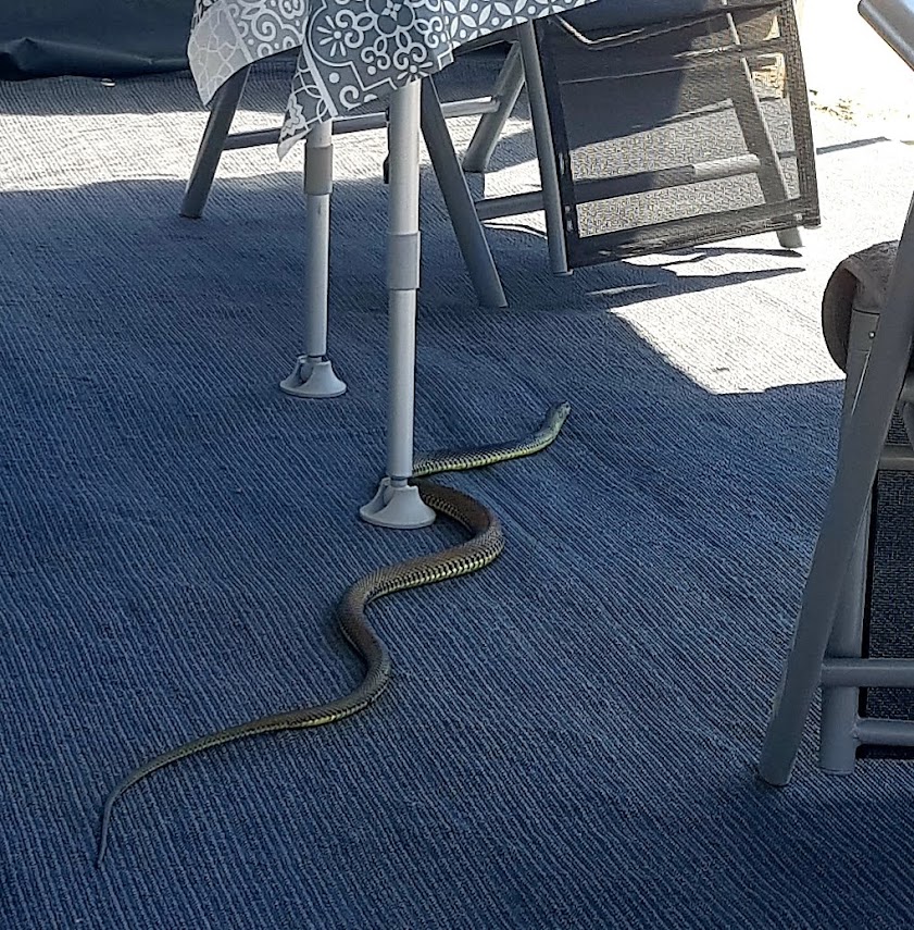 Besuch von einheimischen Tieren:)