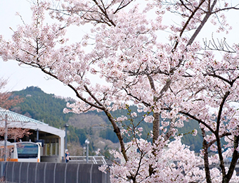 桜