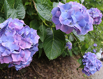紫陽花