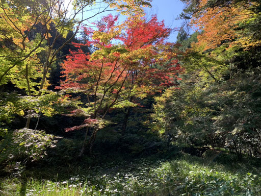 紅葉