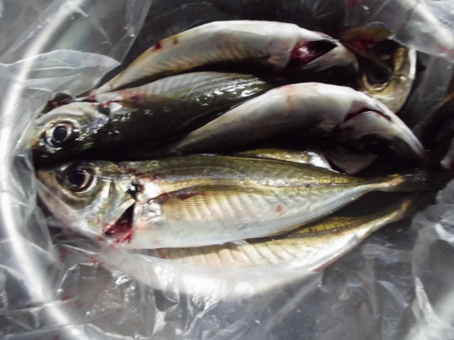 掛淵漁港でアジング アジ釣り 釣り アウトドア