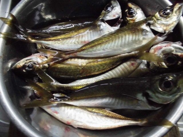 吉母漁港でアジング アジ釣り 釣り アウトドア
