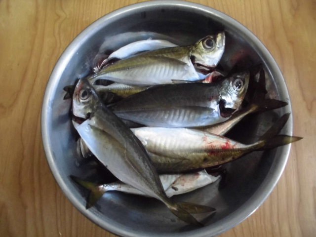 アジ 長門で新ポイント探し1 中アジ10匹 釣り アウトドア アジ 長門で新ポイント探し1 中アジ10匹 釣り アウトドア