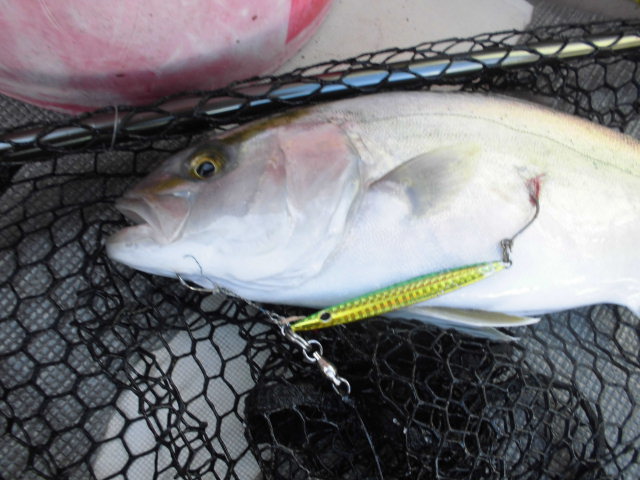 秋から始めるオフショアジギング入門 釣り アウトドア