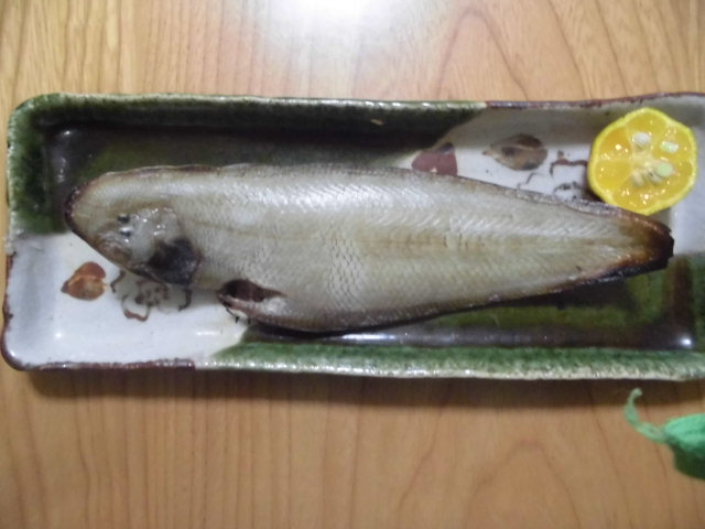 一点物】 レントゲン魚拓 舌平目 日本記録超え!?】 湘南で大型の