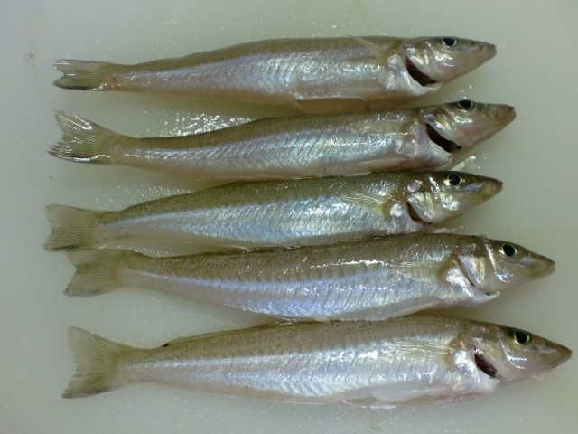 キスのちょい投げで始める釣り入門 釣り アウトドア