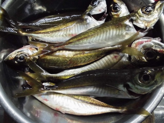 サビキで始める釣り入門 釣り アウトドア