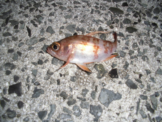 近所でメバリング 小メバルだけ 釣り アウトドア 近所でメバリング 小メバルだけ 釣り アウトドア
