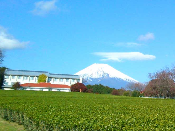 「不二農園のお茶」販売準備中！