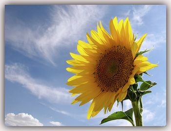 なつのたからもの 週末ボードゲーマーズ ボードゲーム レビュー