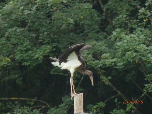 15. August 2019: Schwarzstorch-Jungvogel aus dem Landkreis Miesbach ©G.Kinshofer