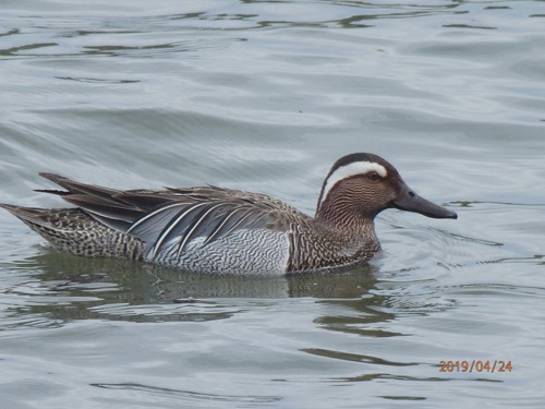 19. April 2019: Knäkente am Seehamer See ©G.Kinshofer