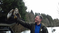 10. März 2018:  Bussard wurde nach einem Autounfall wieder gesund von Peter Haberzettl ausgewildert.