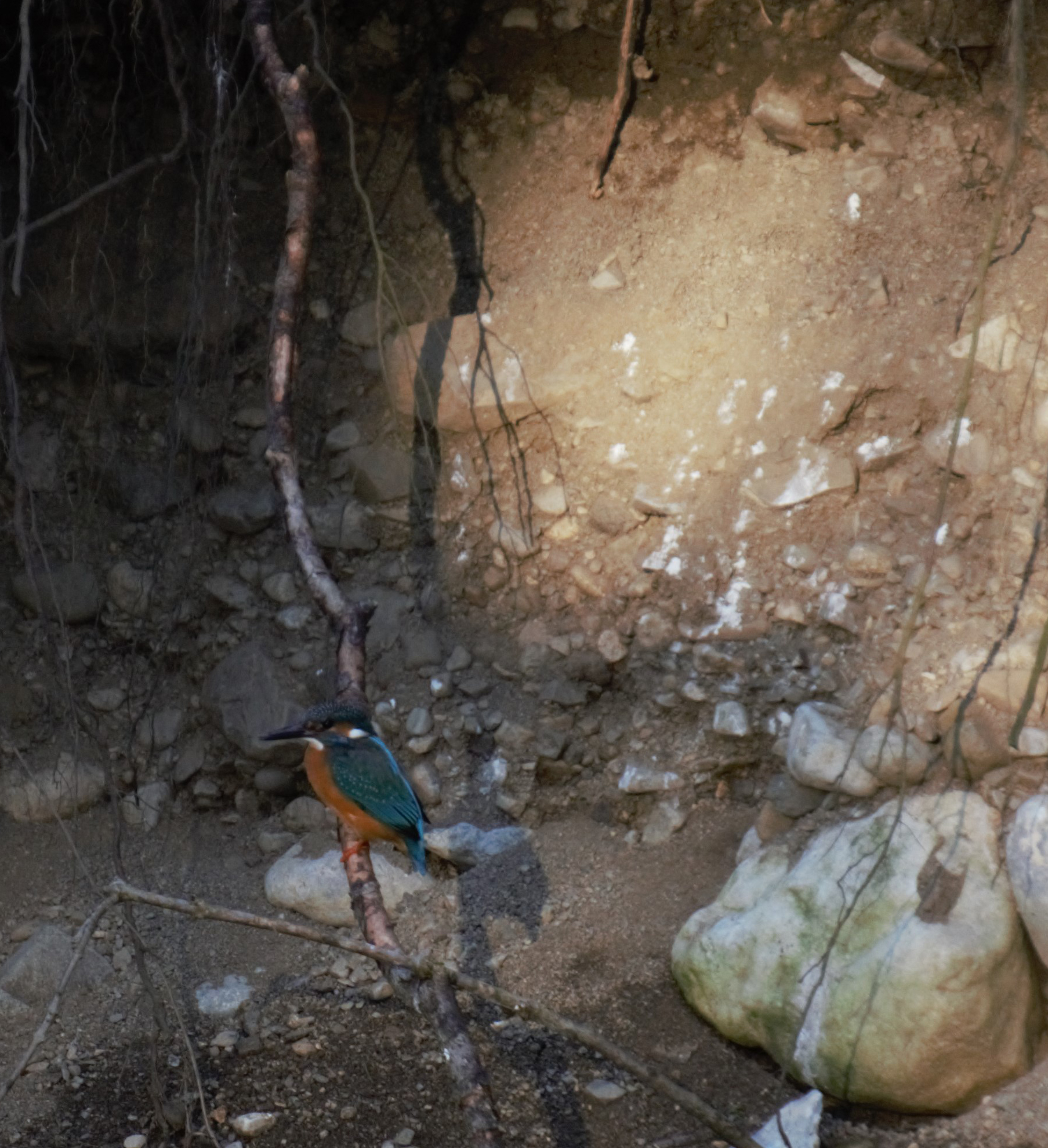 14.April 2020: Eisvogel unterhalb einer Bruthöhle in Miesbach an der Schlierach gesichtet ©Torsten Lang