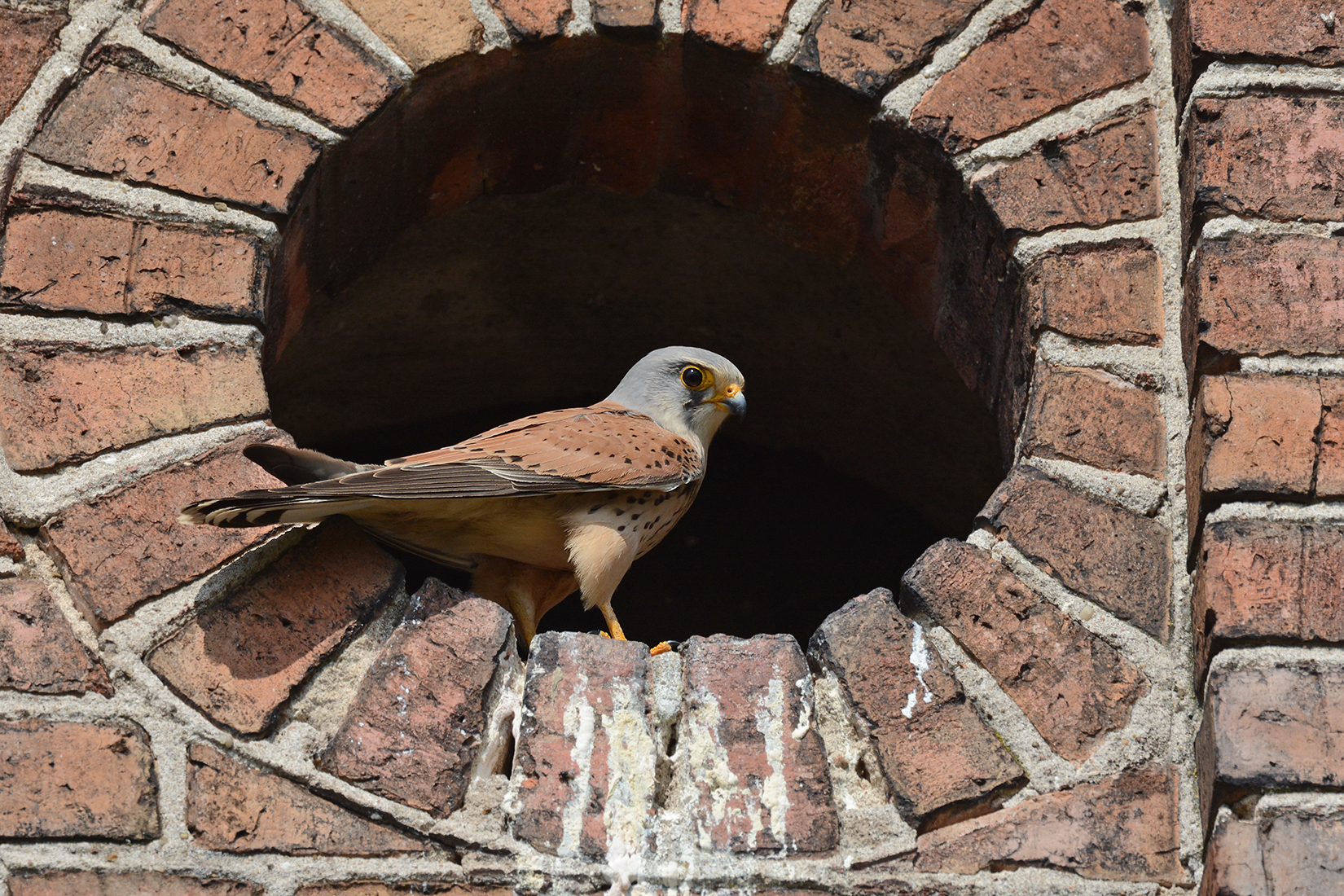 Turmfalke © Herbert Henderkes, LBV Bildarchiv