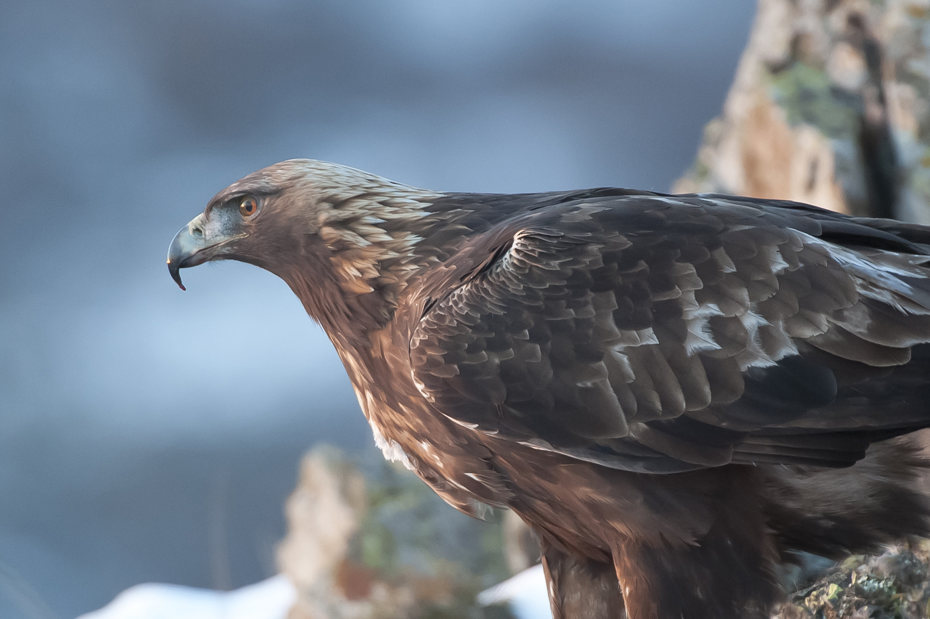 Steinadler © Wolfgang Lorenz, LBV Bildarchiv