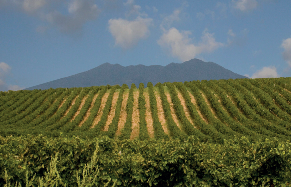 Der Weinanbau auf dem Vulture (Vulkan)