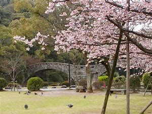 諫早公園桜満開