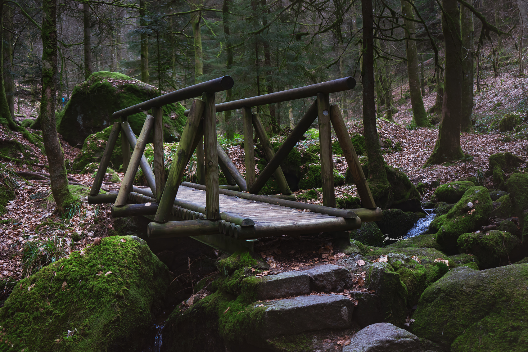 Breathing with the Forest – Finding Calm Behind the Lens
