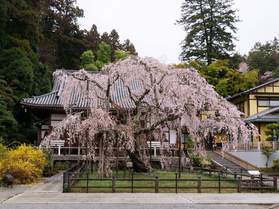 宝樹院様