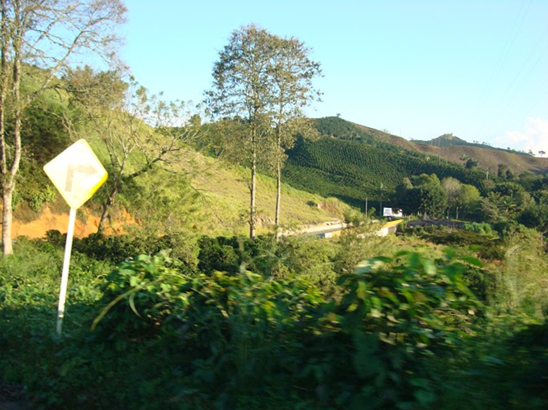 MATA DE MONTE