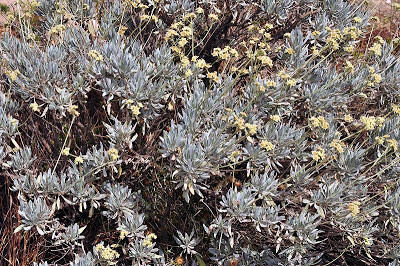 Guayule ( Parthenium argenatum A. Gray) 