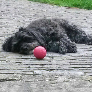 Ich zeig Dir, wie Du Deinen inneren Schweinehund in Bewegung bringst.