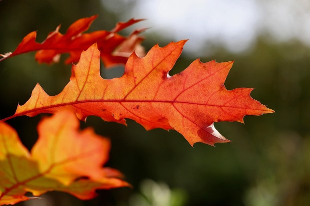Rote Blätter im Herbst