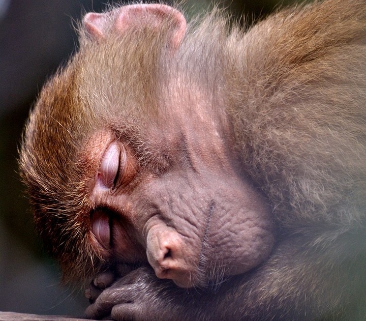 Der tanzende Affe