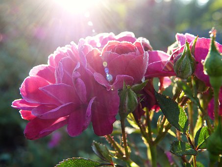 Beisetzung im eigenen Garten?