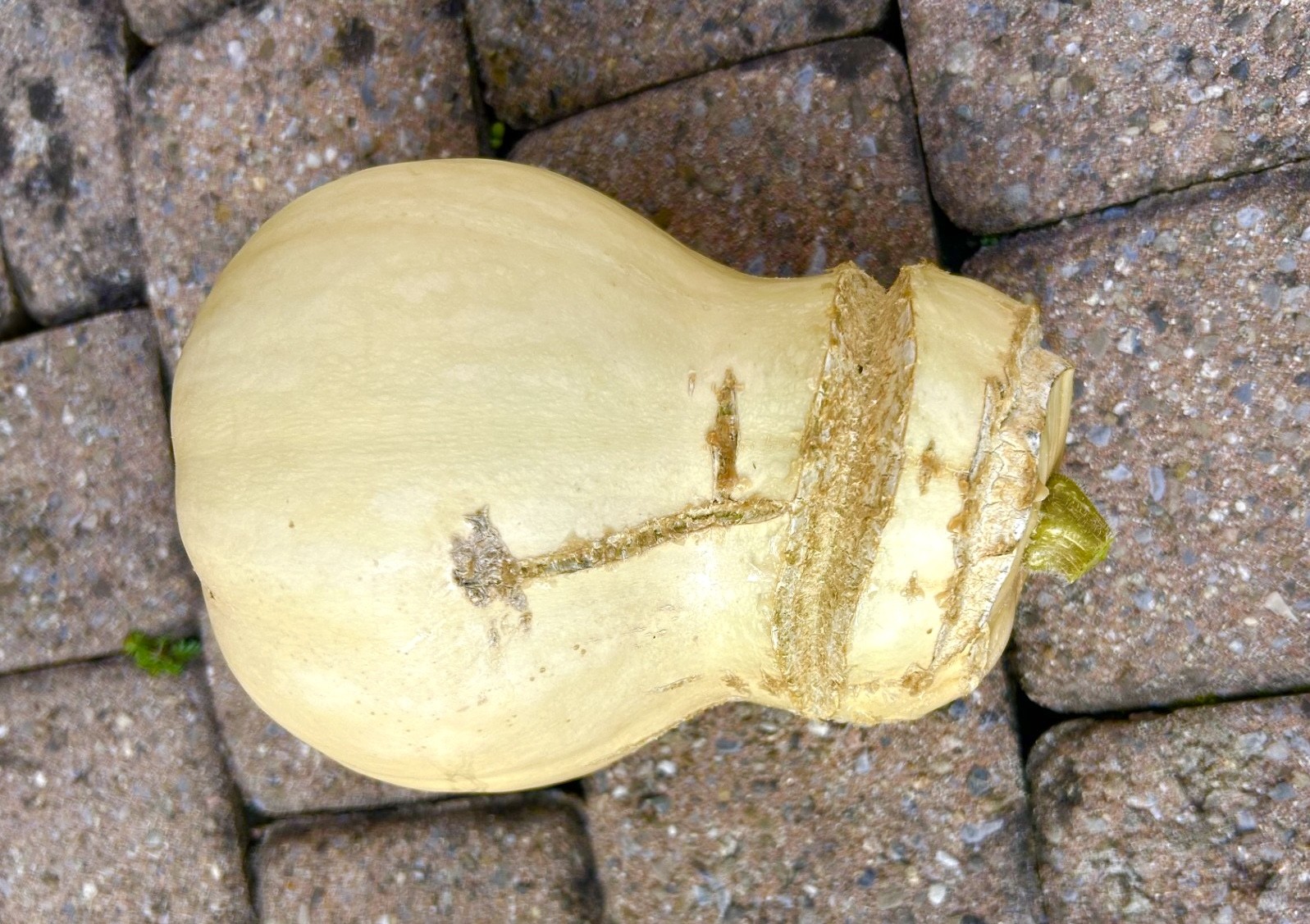 Wachsen trotz Rissen