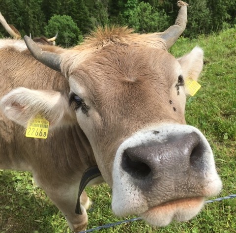vierte Rauhnacht - Sei neugierig
