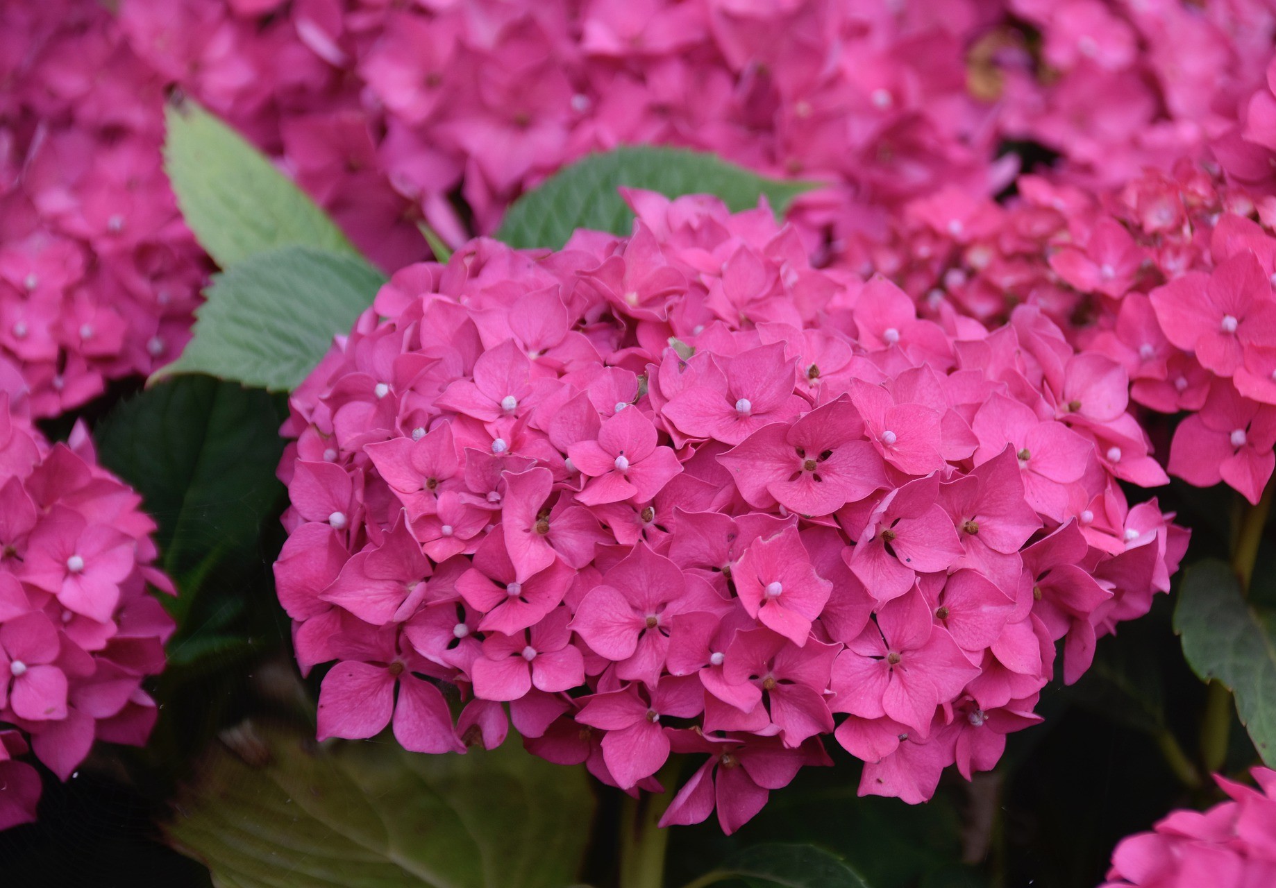 Hortensie