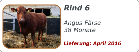 Rind 6
