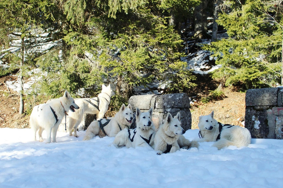 berger blanc suisse