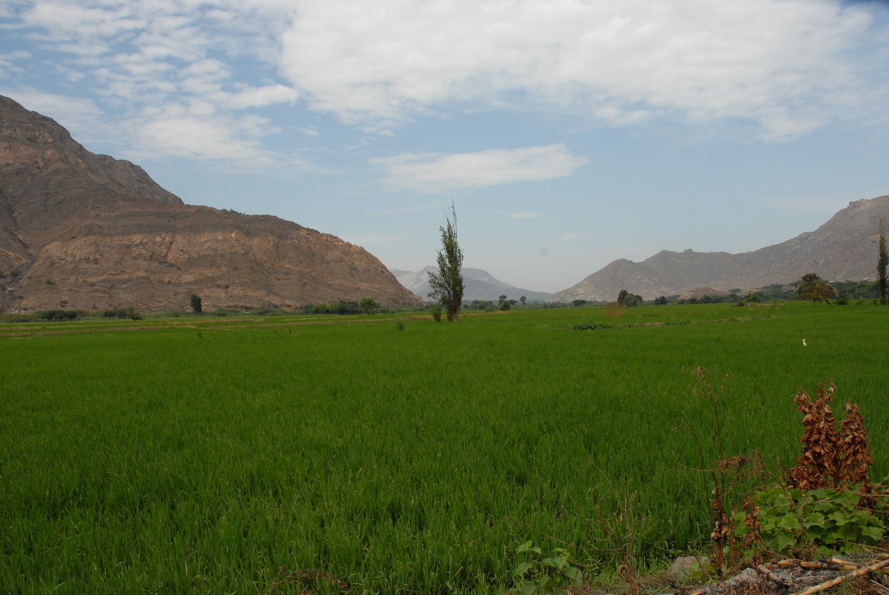 Von Chimbote hoch nach Cajamarca sieht man Reis, Reis, Reis ...