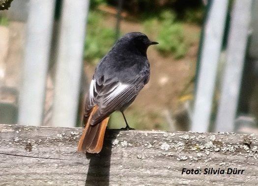 Bild Hausrotschwanz Vogel des Jahres 2025