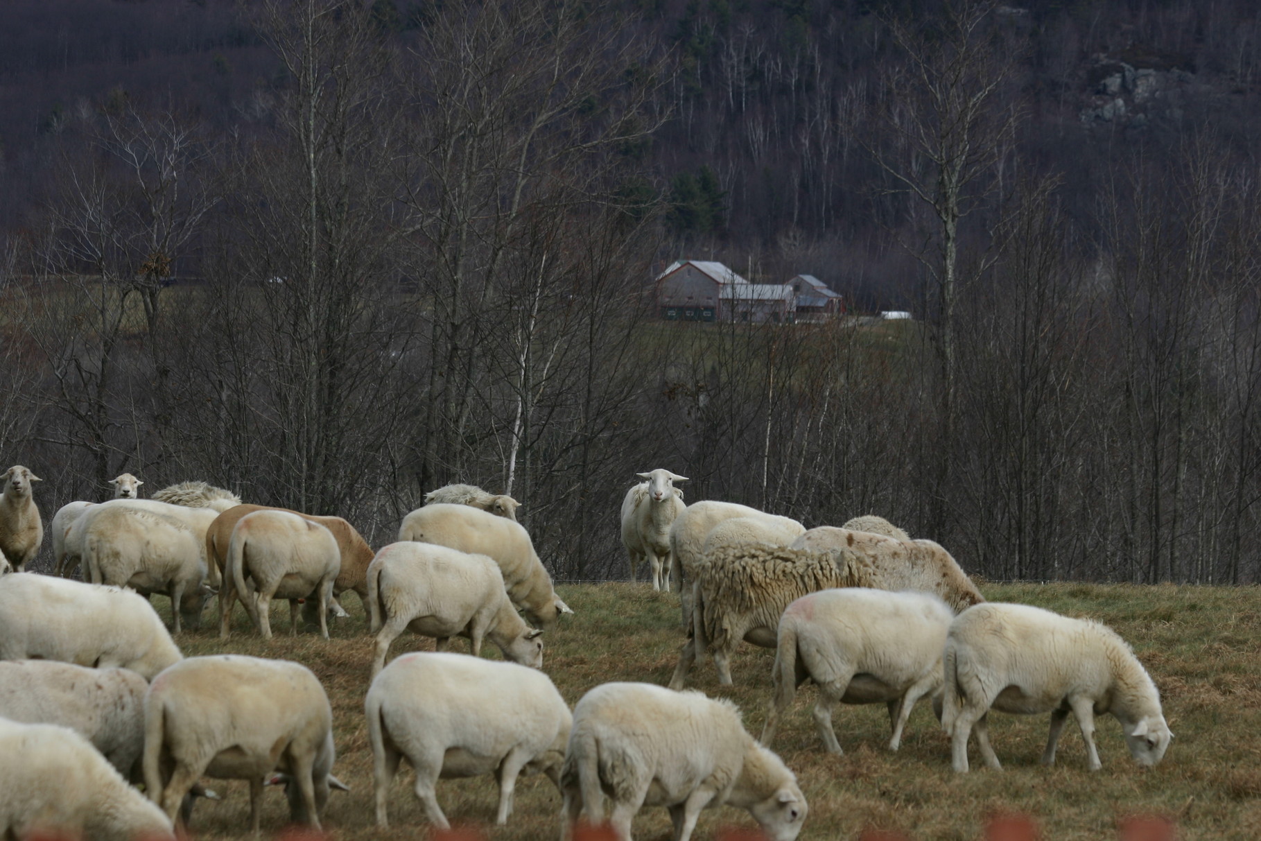 StoneHeart Farms photo